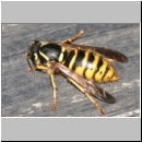 Dolichovespula sylvestris - Waldwespe w01c.jpg